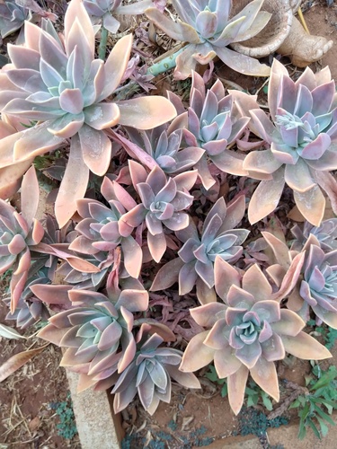 ×Graptoveria 'Opalina' 4