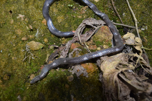 Leonard's Pipe Snake