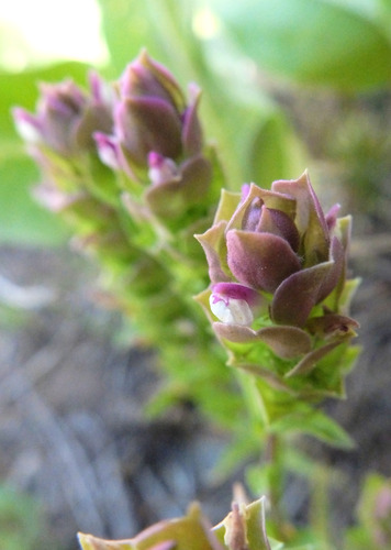 Orthocarpus cuspidatus ssp. cryptanthus