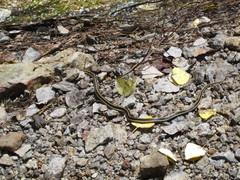Thamnophis cyrtopsis cyrtopsis