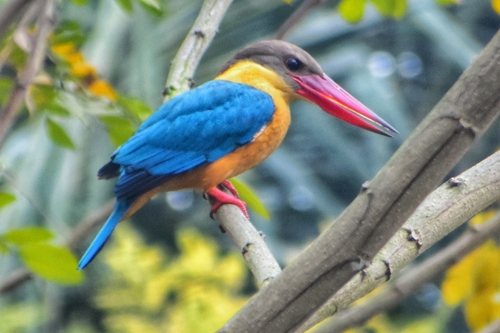 Stork-billed Kingfisher