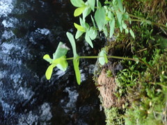 Elodea
