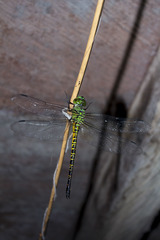 Coryphaeschna viriditas
