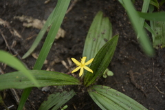 Curculigo orchioides