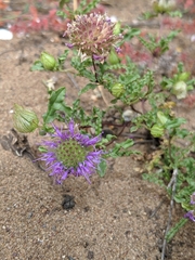 Monardella sinuata