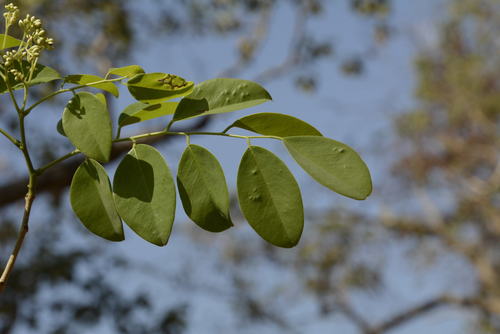 Image of Dalbergia latifolia by (c) Siddarth Machado, some rights reserved (CC BY)