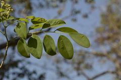 Dalbergia latifolia
