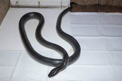 Clelia equatoriana