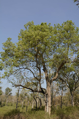 Dalbergia latifolia