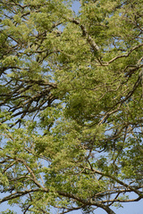 Dalbergia latifolia