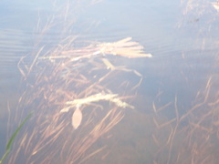 Potamogeton epihydrus