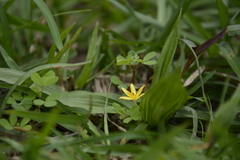Curculigo orchioides