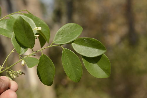 Image of Dalbergia latifolia by (c) Siddarth Machado, some rights reserved (CC BY)