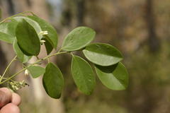 Dalbergia latifolia