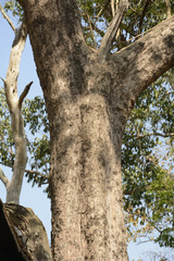 Dalbergia latifolia