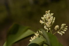 Dalbergia latifolia