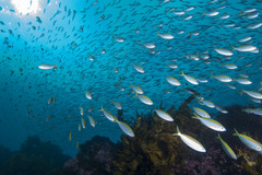 Caesioscorpis theagenes