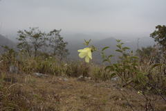Decaschistia crotonifolia