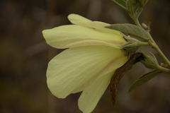 Decaschistia crotonifolia