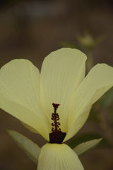 Decaschistia crotonifolia