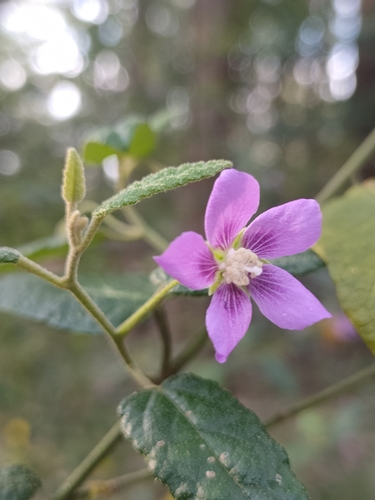 Howittia trilocularis