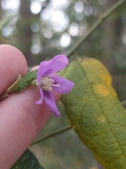 Howittia trilocularis, photograph Daniel Stephan, CC BY, iNaturalist via GBIF