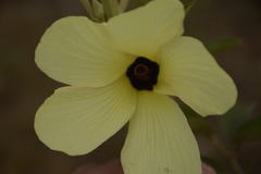 Decaschistia crotonifolia