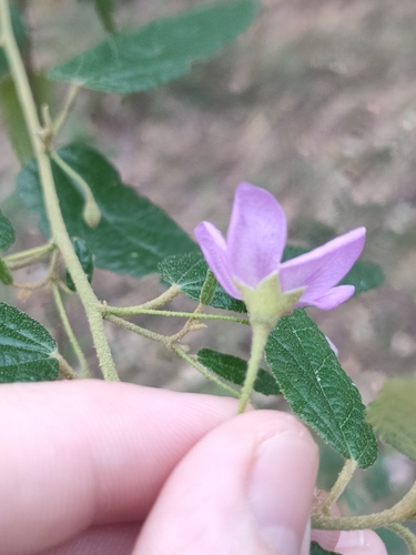 Howittia trilocularis, photograph 2
