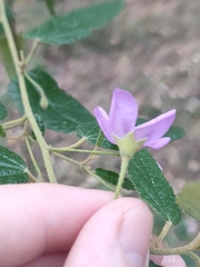 Howittia trilocularis, photograph Daniel Stephan, CC BY, iNaturalist via GBIF