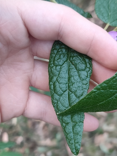 Howittia trilocularis, photograph 3