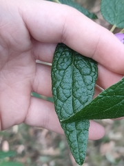 Howittia trilocularis, photograph Daniel Stephan, CC BY, iNaturalist via GBIF
