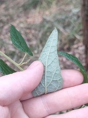 Howittia trilocularis, photograph Daniel Stephan, CC BY, iNaturalist via GBIF