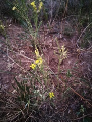 Erysimum canescens