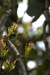 Dendrophthoe trigona