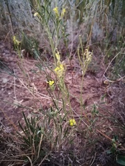 Erysimum canescens