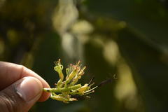 Dendrophthoe trigona