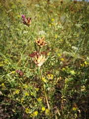 Dianthus andrzejowskianus