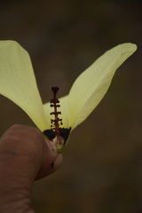 Decaschistia crotonifolia