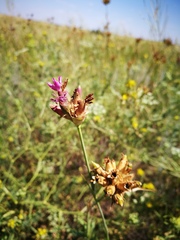 Dianthus andrzejowskianus
