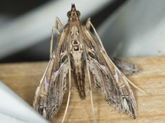 Lineodes elcodes