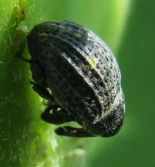 Rhyssomatus lineaticollis