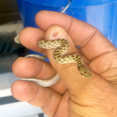 Hypsiglena ochrorhynchus klauberi