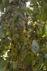 Dendrophthoe trigona