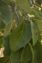 Dendrophthoe trigona