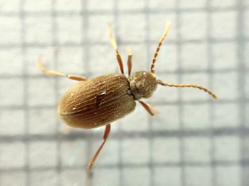 Australian Spider Beetle