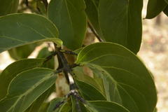 Dendrophthoe trigona