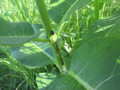 Rhyssomatus lineaticollis