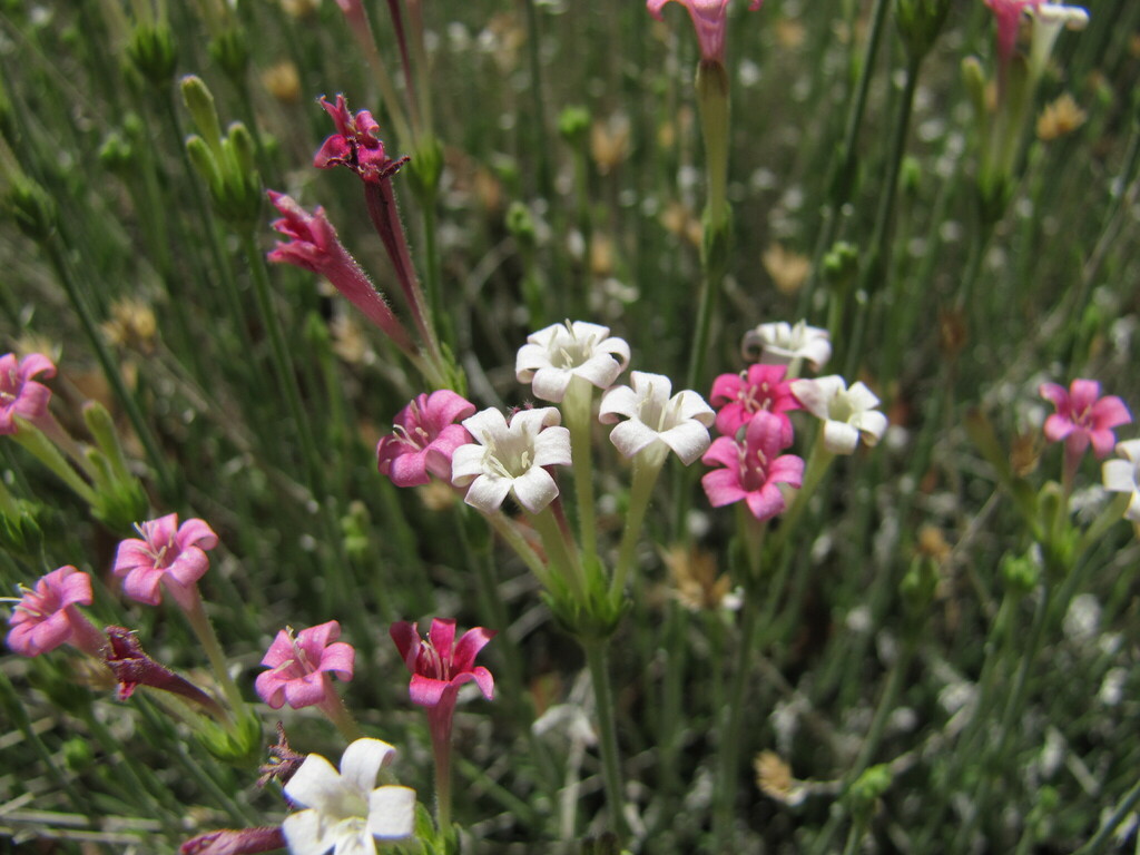 Plocama rosea