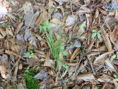Carex trisperma