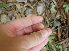 Carex trisperma